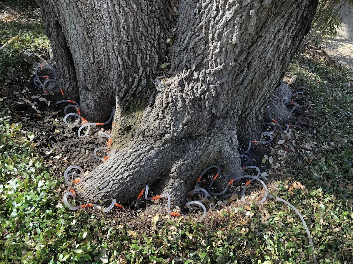 Detailed Tree Cabling and Bracing job site in Rebuck