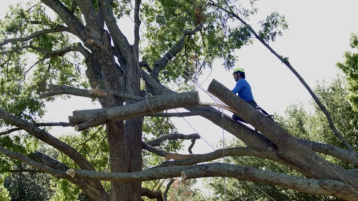 Professional Crown Thinning performed by certified arborists in Rebuck