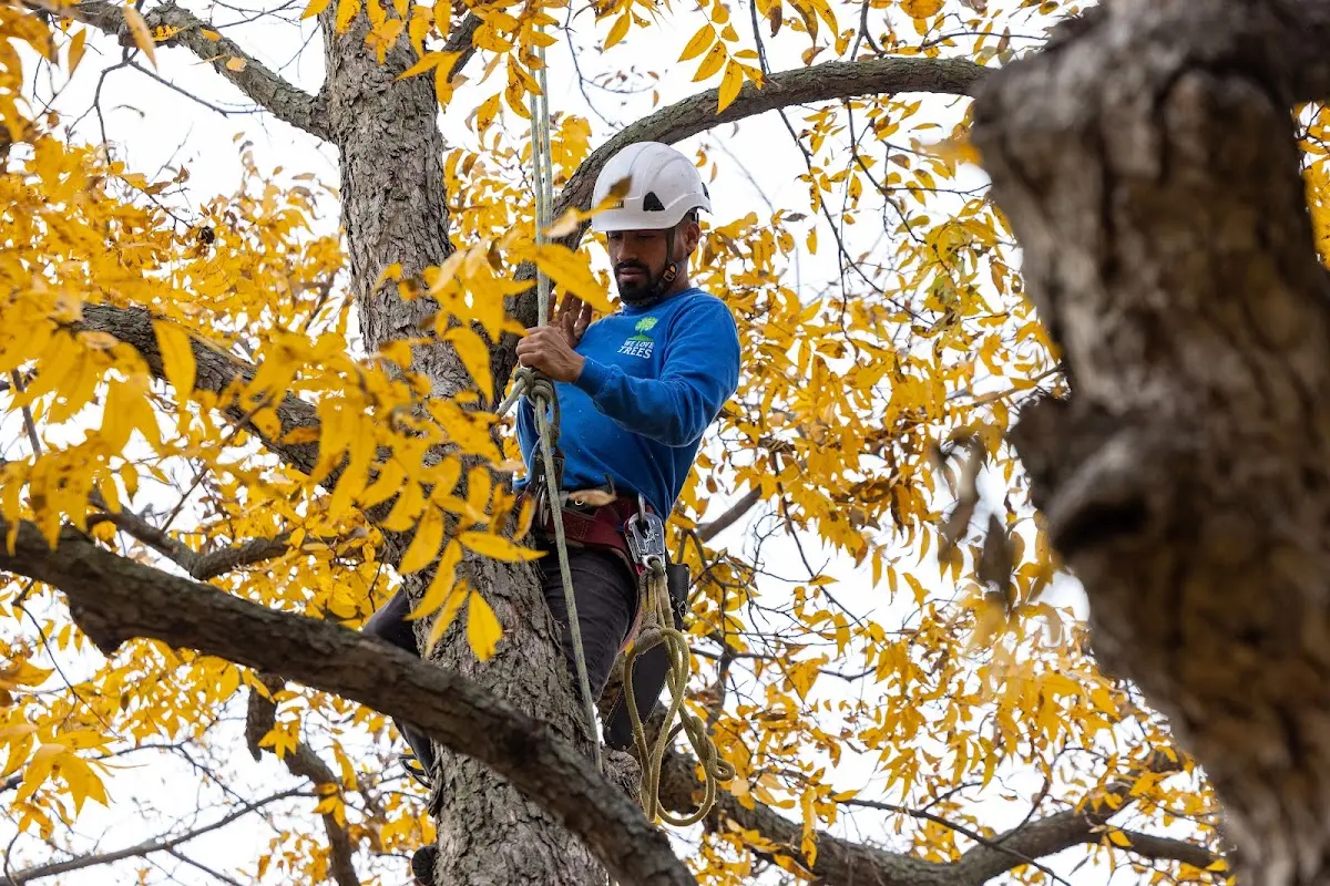 Skilled Storm Damage Cleanup crew working in Rebuck