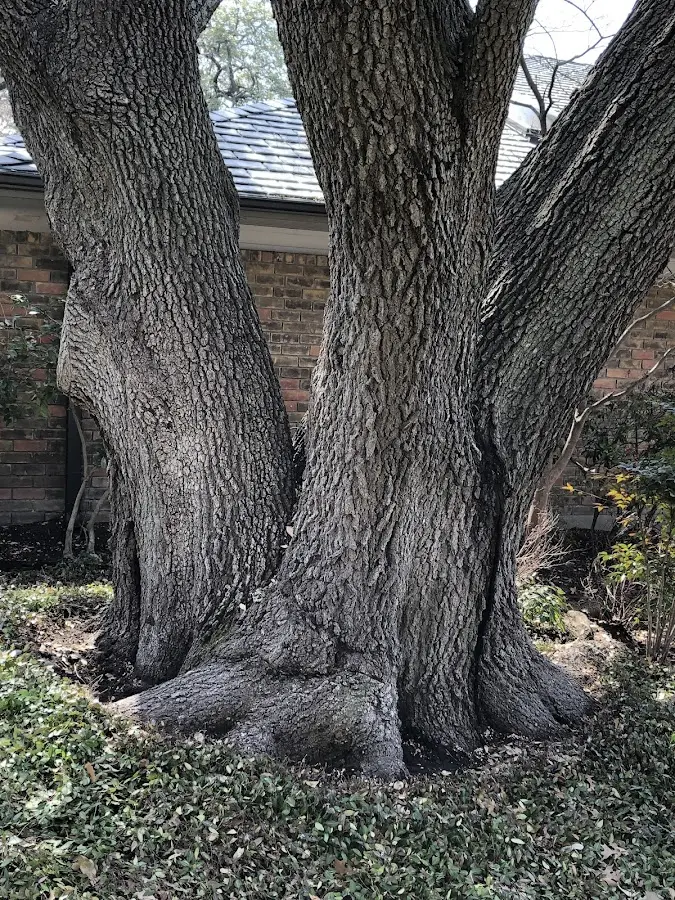 Mature heritage tree close to a Rebuck property cared for by certified arborists