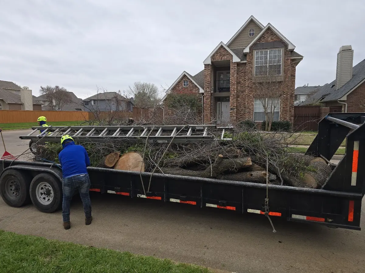 Expert Tree Pest Control with proper safety equipment in Rebuck